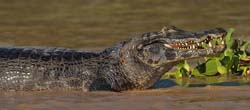 0251 Black Caiman 9J8E5310