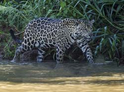 0253 Jaguar 9J8E5435