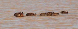 0254 Capybaras 9J8E5673