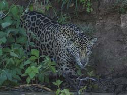 0255 Jaguar 9J8E5471