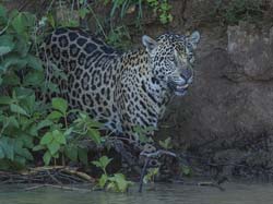 0257 Jaguar 9J8E5499