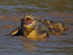 0259 Yacare Caiman 9J8E5312