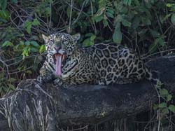 0260 Jaguar 9J8E5592