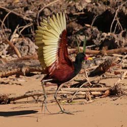 0261 Wattled Jacana 60D-6524