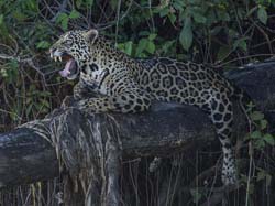 0262 Jaguar 9J8E5635