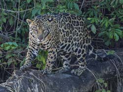 0265 Jaguar 9J8E5657