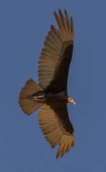 0266 Turkey Vulture 9J8E5676
