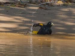 0267 Yellow-rumped Cacique 60D-6550