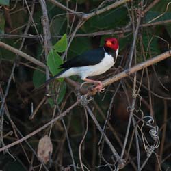 0269 Yellow-billed Cardinal 60D-6442