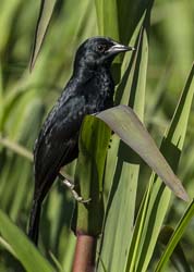 0271 Chopi Cowbird 60D-6540