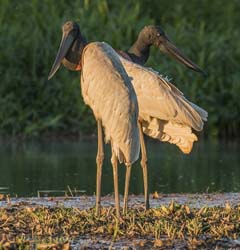 0272 Jabiru Storks 60D-6582