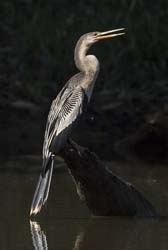 0273 Anhinga 60D-6486