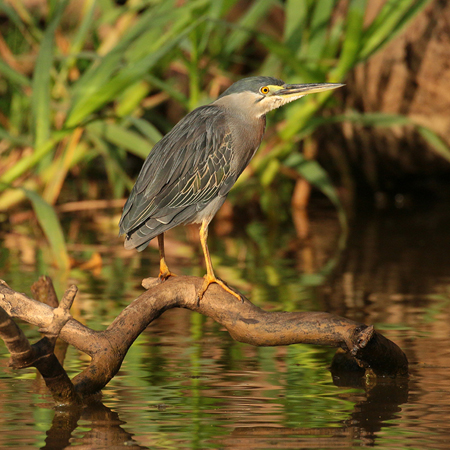 0278 Striated Heron 60D-6637