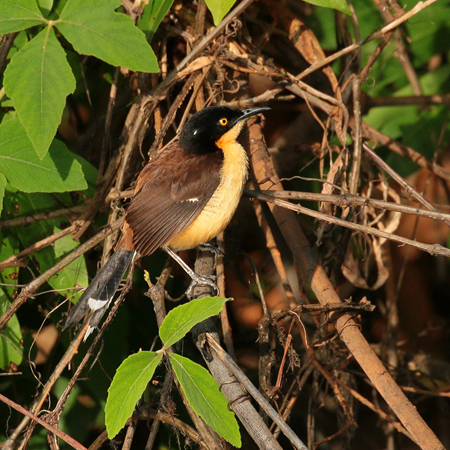 0279 Dark-billed Cucko 60D-6648