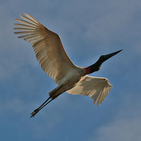 0282 Jabiru Stork 60D-6621