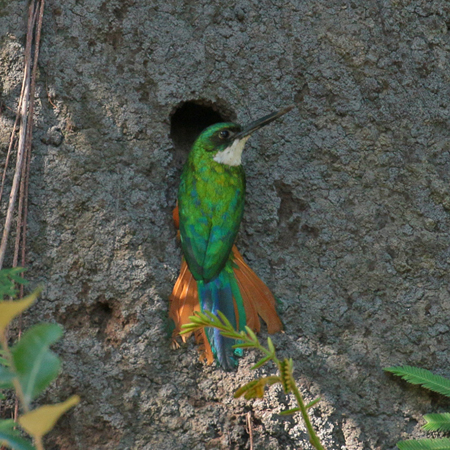 0284 Paradise Jacamar 60D-6869