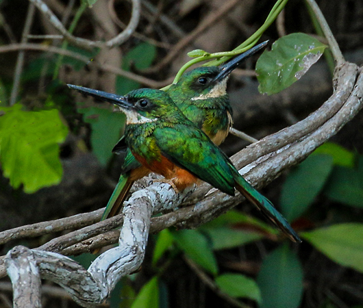 0286 Paradise Jacamar 60D-6925