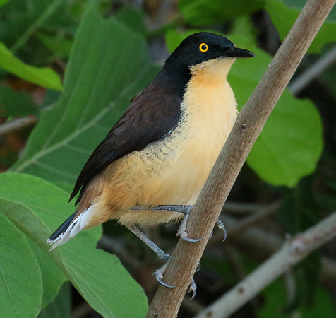 0287 Dark-billed Cucko 60D-6982
