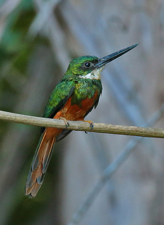 0288 Paradise Jacamar 60D-6980