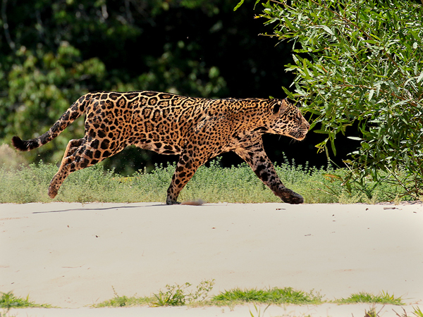 0293 Jaguar 60D-7002