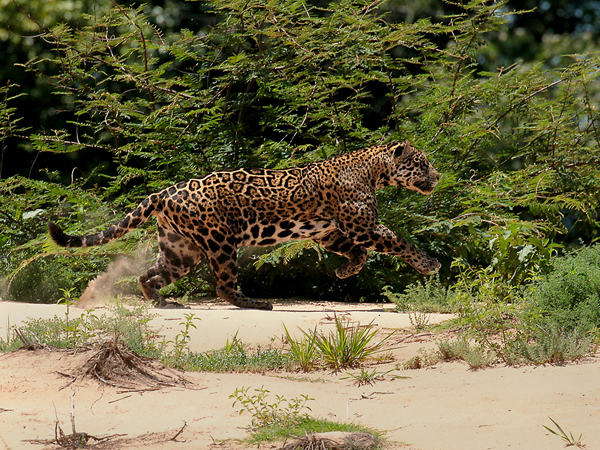 0296 Jaguar 60D-7005