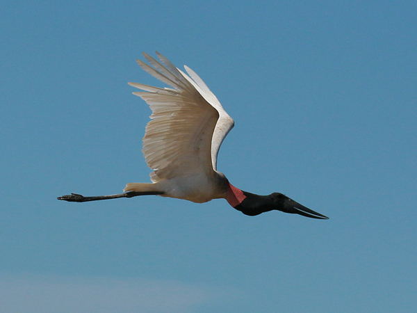 0298 Jabiru Stork 60D-7014