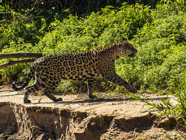 0309 Jaguar 9J8E6355