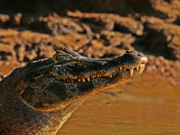 0313 Yacare Caiman 60D-7097