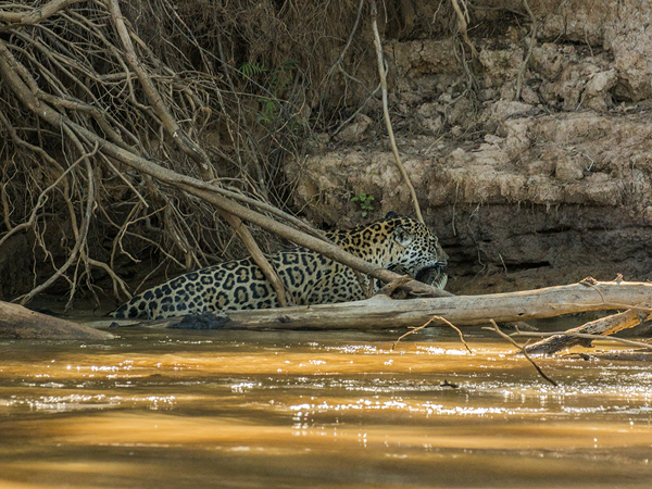 0314 Jaguar  with a Caiman 60D-7048
