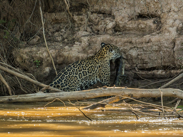 0315 Jaguar  with a Caiman 60D-7052