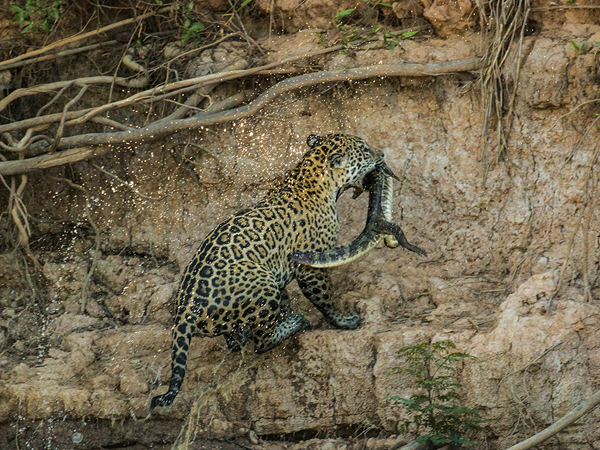 0317 Jaguar  with a Caiman 60D-7054