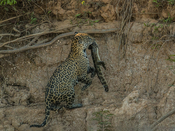 0318 Jaguar  with a Caiman 60D-7055