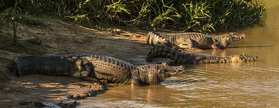 0322 Yacare Caiman 60D-7129