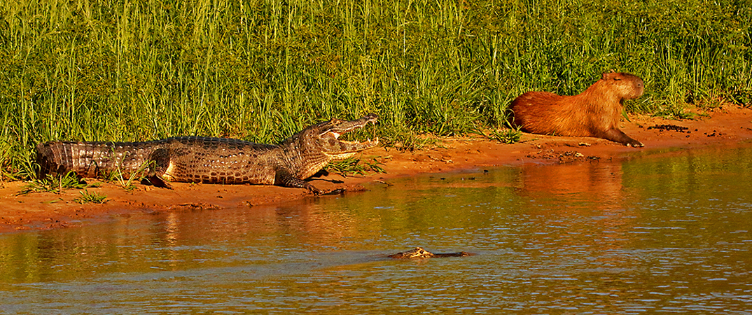 0323 Yacare Caiman and Capybara 60D-7137