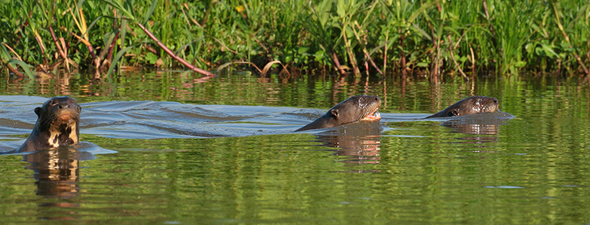 0324 Giant Otters 60D-6723