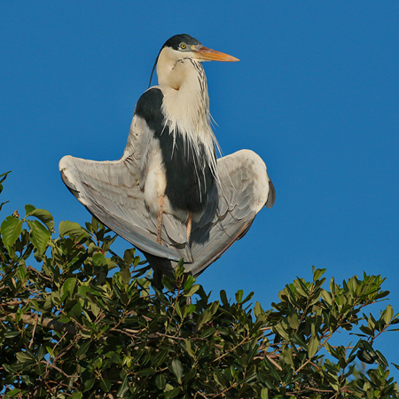 0327 DirecTv Heron 60D-7163