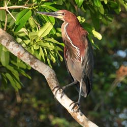 0275 Rufescent Tiger Heron 60D-6683