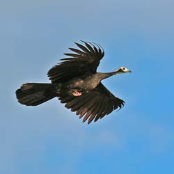 0276 Common Piping Guan 60D-6608