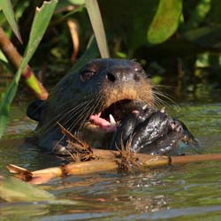 0277 Giant Otter 60D-6792