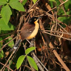 0279 Dark-billed Cucko 60D-6648