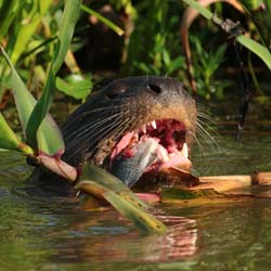 0280 Giant Otter 60D-6801