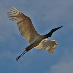 0282 Jabiru Stork 60D-6621