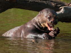0283 Giant Otter 60D-6854