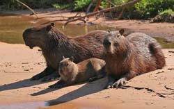 0285 Capybara 60D-6900