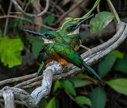 0286 Paradise Jacamar 60D-6925