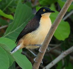 0287 Dark-billed Cucko 60D-6982