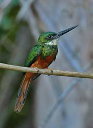 0288 Paradise Jacamar 60D-6980