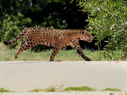 0293 Jaguar 60D-7002