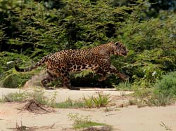 0296 Jaguar 60D-7005