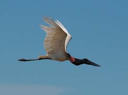 0298 Jabiru Stork 60D-7014